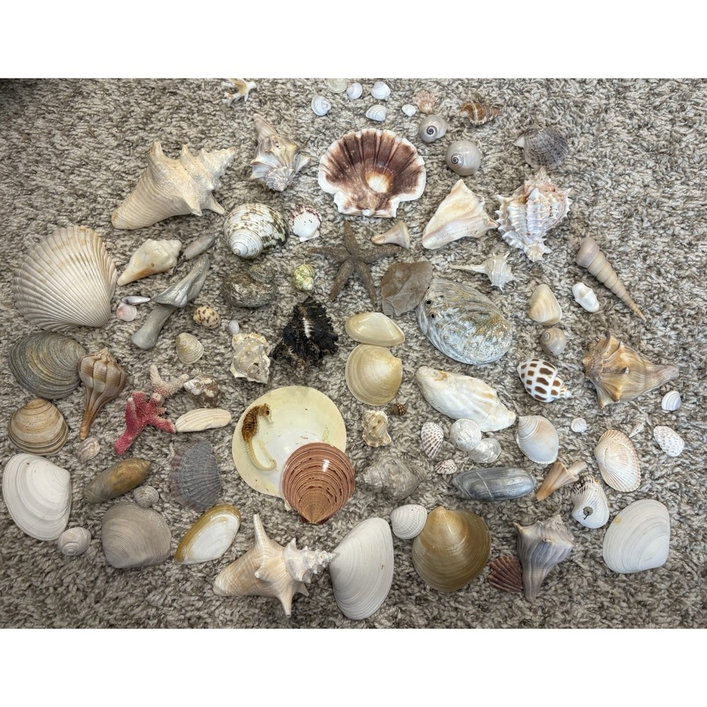 Seashell Lot Variety Mixed Shells Seahorse Coral Small/Medium Beach Decor Crafts